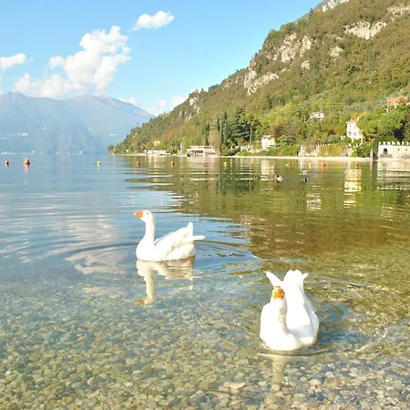 Apartment The Lake Swan *